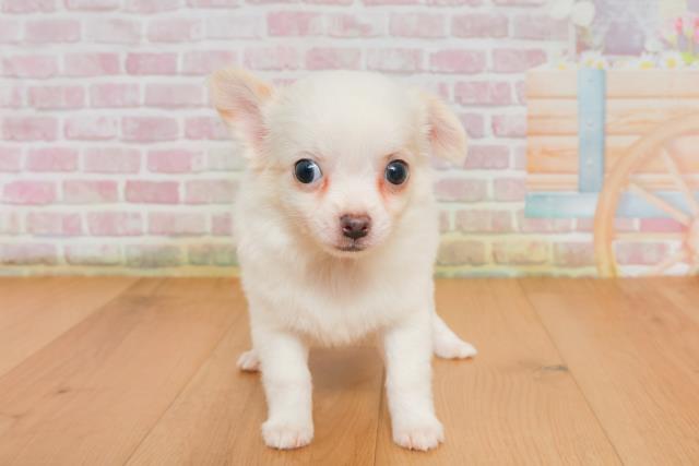 宮城県のチワワ(ロング) (Coo&RIKU石巻店/2025年9月28日生まれ/男の子/クリーム)の子犬の1枚目の画像