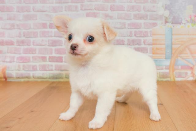 宮城県のチワワ(ロング) (Coo&RIKU石巻店/2025年9月28日生まれ/男の子/クリーム)の子犬の2枚目の画像