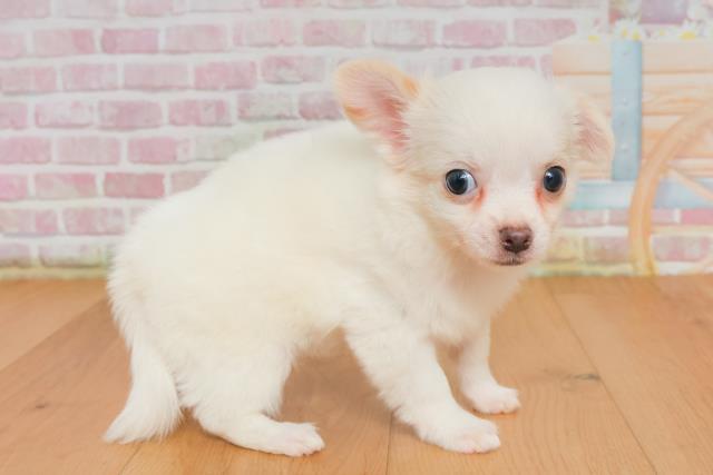 宮城県のチワワ(ロング) (Coo&RIKU石巻店/2025年9月28日生まれ/男の子/クリーム)の子犬の3枚目の画像