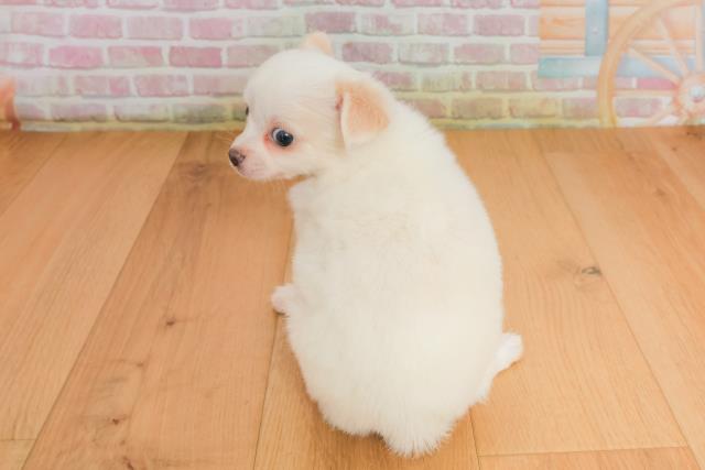 宮城県のチワワ(ロング) (Coo&RIKU石巻店/2025年9月28日生まれ/男の子/クリーム)の子犬の4枚目の画像