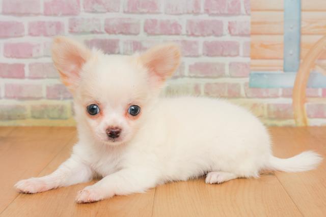 岩手県のチワワ(ロング) (Coo&RIKU岩手盛岡店/2025年9月28日生まれ/男の子/クリーム)の子犬の2枚目の画像