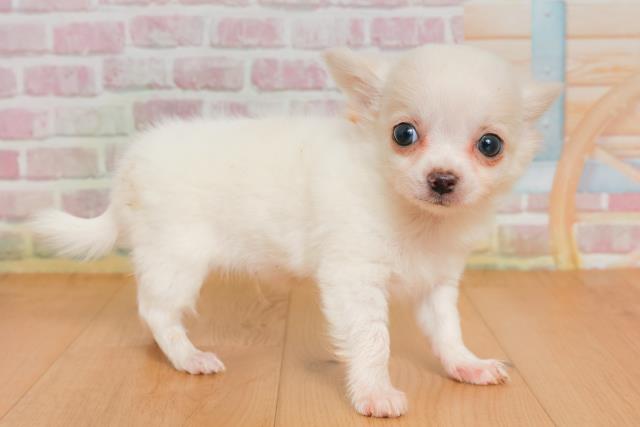 岩手県のチワワ(ロング) (Coo&RIKU岩手盛岡店/2025年9月28日生まれ/男の子/クリーム)の子犬の3枚目の画像