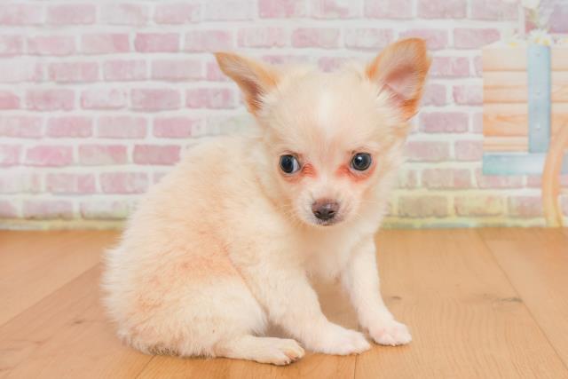 岩手県のチワワ(ロング) (Coo&RIKU一関店/2025年9月28日生まれ/男の子/クリーム)の子犬の3枚目の画像