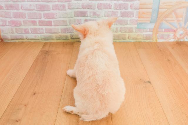 岩手県のチワワ(ロング) (Coo&RIKU一関店/2025年9月28日生まれ/男の子/クリーム)の子犬の4枚目の画像