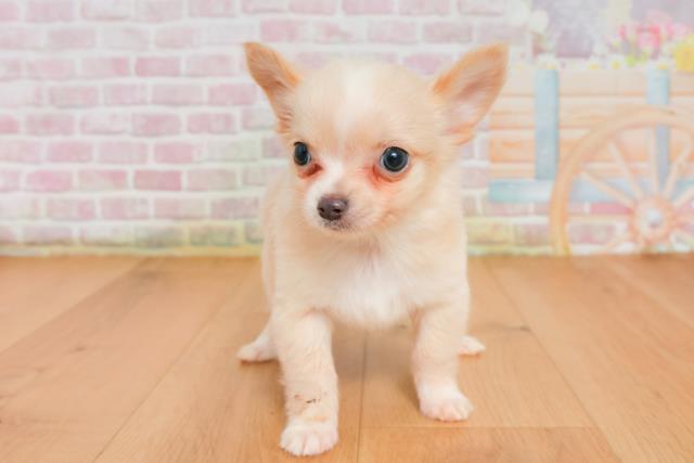 山形県のチワワ(ロング) (Coo&RIKU山形店/2025年9月28日生まれ/男の子/クリーム)の子犬