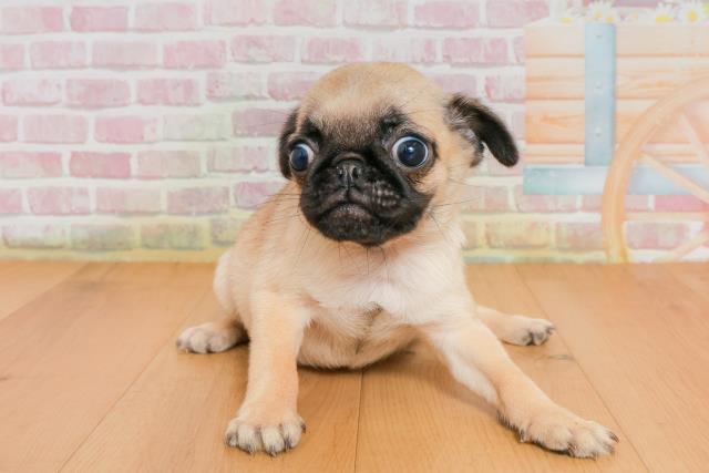 福島県のパグ (Coo&RIKU福島店/2025年9月28日生まれ/女の子/フォーン)の子犬の1枚目の画像