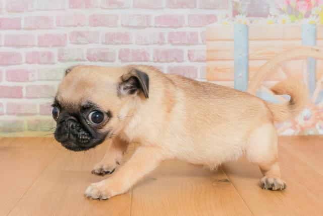 福島県のパグ (Coo&RIKU福島店/2025年9月28日生まれ/女の子/フォーン)の子犬の2枚目の画像