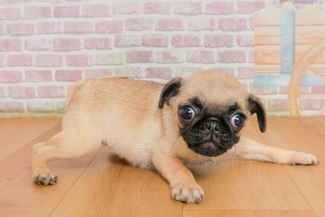 福島県のパグ (Coo&RIKU福島店/2025年9月28日生まれ/女の子/フォーン)の子犬の3枚目の画像