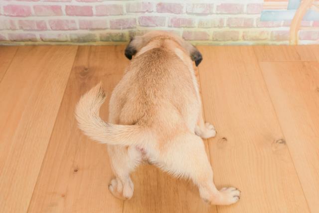 福島県のパグ (Coo&RIKU福島店/2025年9月28日生まれ/女の子/フォーン)の子犬の4枚目の画像