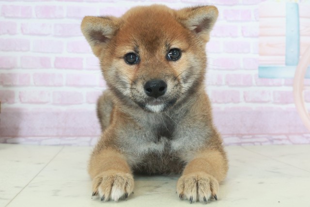 鹿児島県の柴犬(標準サイズ) (Coo&RIKU霧島店/2025年9月21日生まれ/男の子/赤)の子犬の1枚目の画像