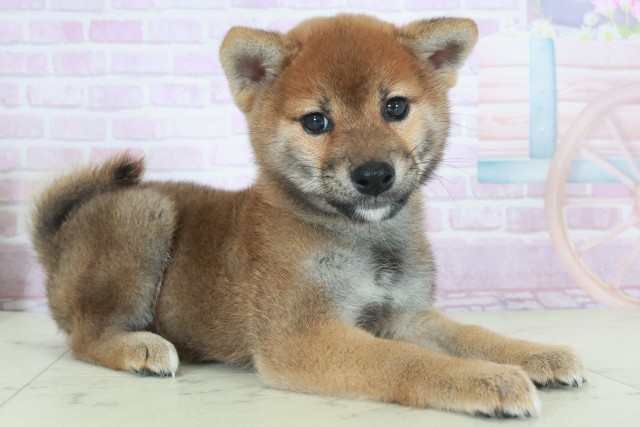 鹿児島県の柴犬(標準サイズ) (Coo&RIKU霧島店/2025年9月21日生まれ/男の子/赤)の子犬の2枚目の画像