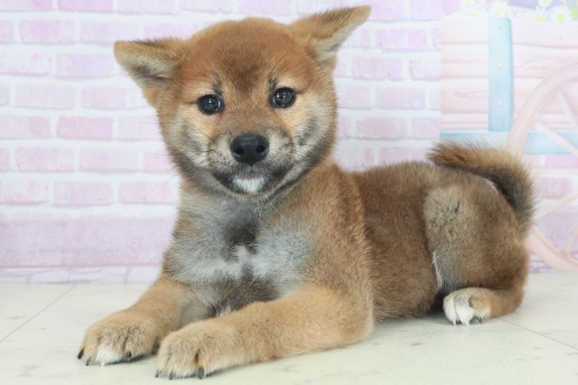 鹿児島県の柴犬(標準サイズ) (Coo&RIKU霧島店/2025年9月21日生まれ/男の子/赤)の子犬の3枚目の画像