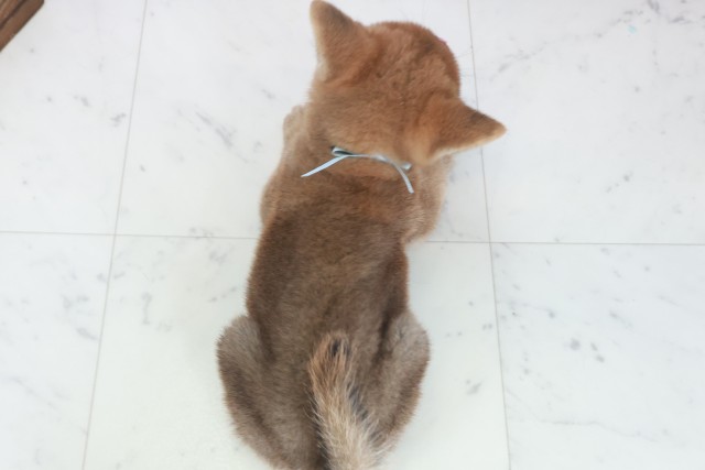 鹿児島県の柴犬(標準サイズ) (Coo&RIKU霧島店/2025年9月21日生まれ/男の子/赤)の子犬の4枚目の画像