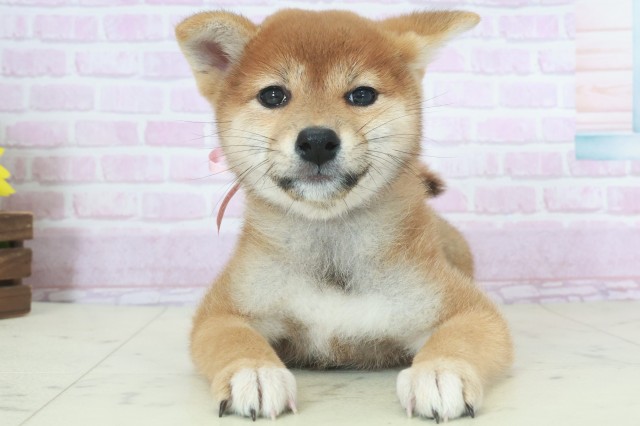 福岡県の柴犬(標準サイズ) (Coo&RIKU福岡西店/2025年9月21日生まれ/女の子/赤)の子犬の1枚目の画像