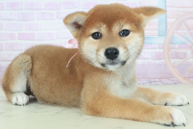 福岡県の柴犬(標準サイズ) (Coo&RIKU福岡西店/2025年9月21日生まれ/女の子/赤)の子犬の2枚目の画像