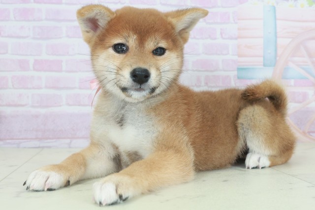 福岡県の柴犬(標準サイズ) (Coo&RIKU福岡西店/2025年9月21日生まれ/女の子/赤)の子犬の3枚目の画像