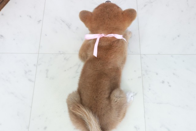 福岡県の柴犬(標準サイズ) (Coo&RIKU福岡西店/2025年9月21日生まれ/女の子/赤)の子犬の4枚目の画像