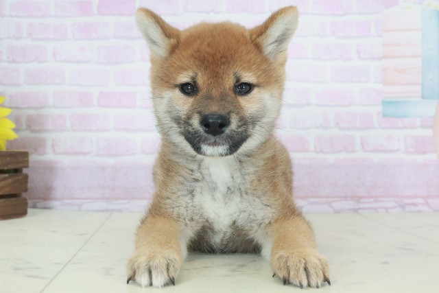 熊本県の柴犬(標準サイズ) (Coo&RIKUイオンモール宇城店/2025年9月26日生まれ/男の子/赤)の子犬の1枚目の画像