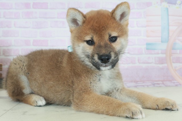 熊本県の柴犬(標準サイズ) (Coo&RIKUイオンモール宇城店/2025年9月26日生まれ/男の子/赤)の子犬の2枚目の画像