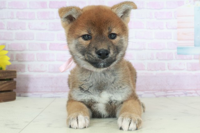 熊本県の柴犬(標準サイズ) (Coo&RIKUカリーノ菊陽店/2025年9月26日生まれ/女の子/赤)の子犬の1枚目の画像