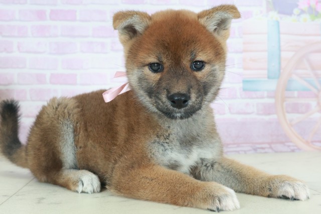 熊本県の柴犬(標準サイズ) (Coo&RIKUカリーノ菊陽店/2025年9月26日生まれ/女の子/赤)の子犬の2枚目の画像