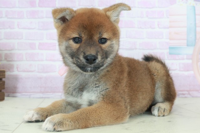 熊本県の柴犬(標準サイズ) (Coo&RIKUカリーノ菊陽店/2025年9月26日生まれ/女の子/赤)の子犬の3枚目の画像