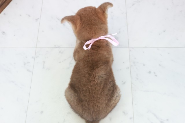 熊本県の柴犬(標準サイズ) (Coo&RIKUカリーノ菊陽店/2025年9月26日生まれ/女の子/赤)の子犬の4枚目の画像