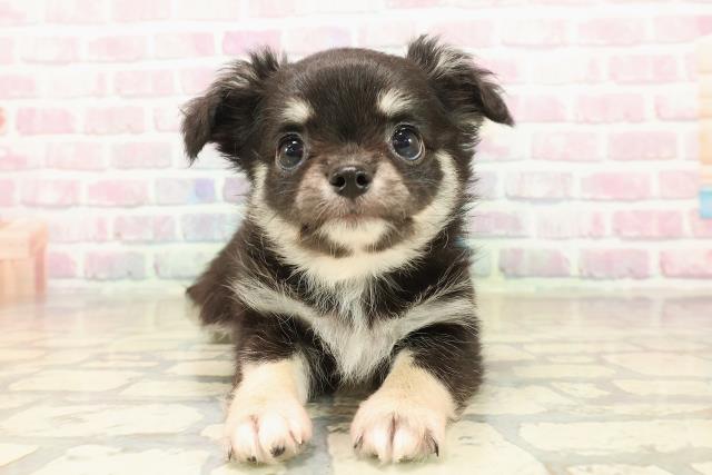 新潟県のチワワ(ロング) (Coo&RIKU新潟西店/2025年9月23日生まれ/男の子/ブラックタンホワイト)の子犬