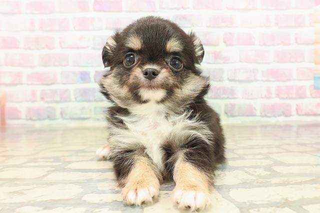 埼玉県のチワワ(ロング) (Coo&RIKU川口戸塚店/2025年9月23日生まれ/男の子/ブラックタンホワイト)の子犬