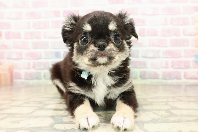 チワワ（ロングコート）