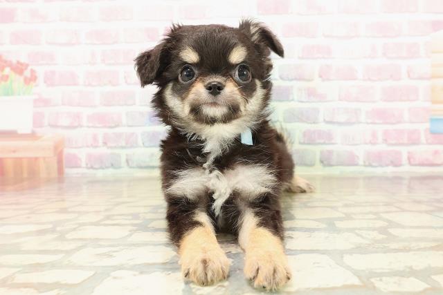 北海道のチワワ(ロング) (Coo&RIKU釧路店/2025年9月23日生まれ/男の子/ブラックタンホワイト)の子犬の1枚目の画像