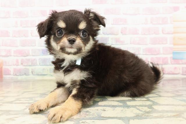 北海道のチワワ(ロング) (Coo&RIKU釧路店/2025年9月23日生まれ/男の子/ブラックタンホワイト)の子犬の2枚目の画像