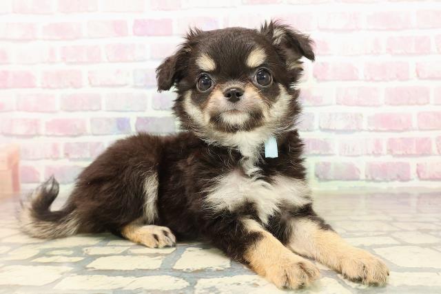 北海道のチワワ(ロング) (Coo&RIKU釧路店/2025年9月23日生まれ/男の子/ブラックタンホワイト)の子犬の3枚目の画像