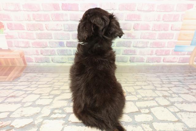 北海道のチワワ(ロング) (Coo&RIKU釧路店/2025年9月23日生まれ/男の子/ブラックタンホワイト)の子犬の4枚目の画像