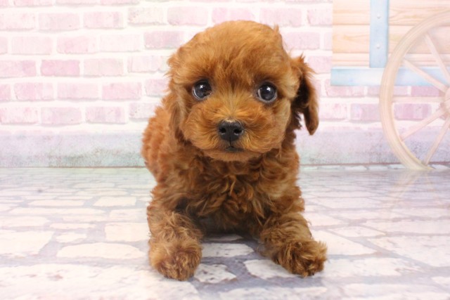 兵庫県のトイプードル(トイ) (Coo&RIKU姫路店/2025年9月25日生まれ/女の子/レッドフォーン)の子犬