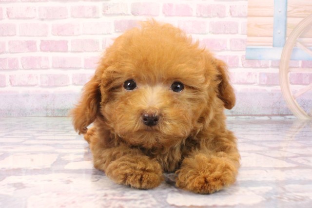 滋賀県のトイプードル(トイ) (Coo&RIKU長浜店/2025年9月28日生まれ/男の子/レッド)の子犬の1枚目の画像