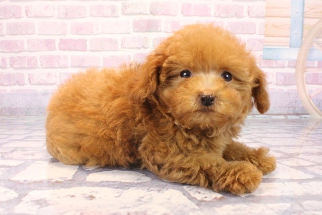 滋賀県のトイプードル(トイ) (Coo&RIKU長浜店/2025年9月28日生まれ/男の子/レッド)の子犬の2枚目の画像