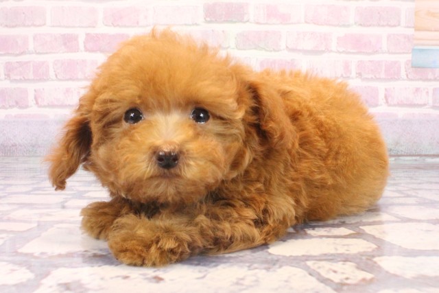 滋賀県のトイプードル(トイ) (Coo&RIKU長浜店/2025年9月28日生まれ/男の子/レッド)の子犬の3枚目の画像