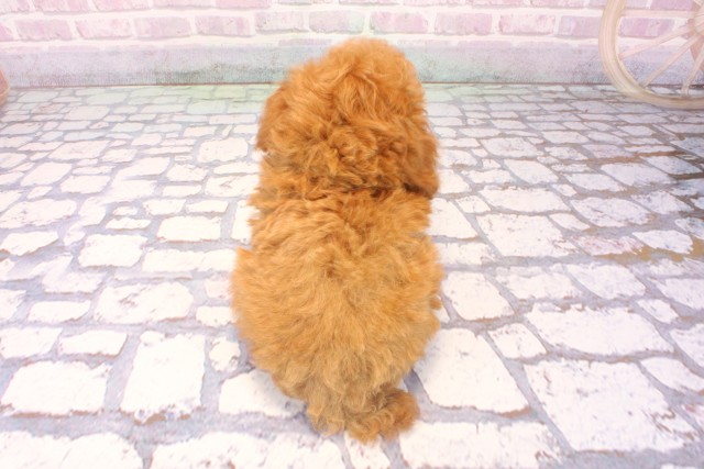 滋賀県のトイプードル(トイ) (Coo&RIKU長浜店/2025年9月28日生まれ/男の子/レッド)の子犬の4枚目の画像