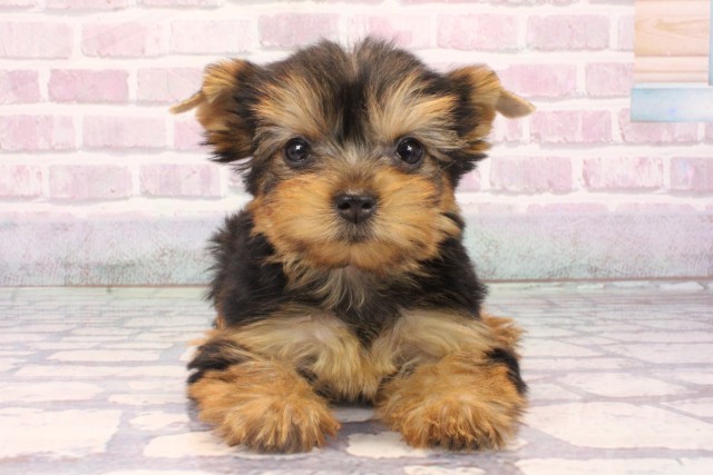 兵庫県のヨークシャーテリア (Coo&RIKU姫路店/2025年9月29日生まれ/女の子/スチールブルータン)の子犬