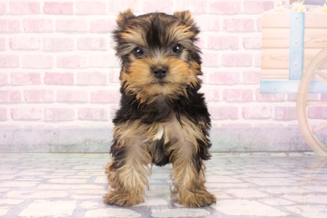 ヨークシャーテリア