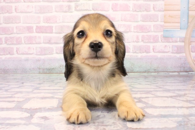 大阪府のミニチュアダックスフンド(ロング) (Coo&RIKU城東古市店/2025年9月27日生まれ/男の子/シェーデットイエロー)の子犬の1枚目の画像