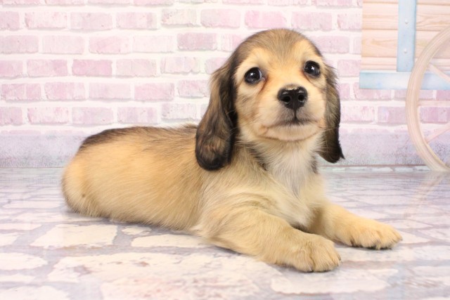 大阪府のミニチュアダックスフンド(ロング) (Coo&RIKU城東古市店/2025年9月27日生まれ/男の子/シェーデットイエロー)の子犬の2枚目の画像