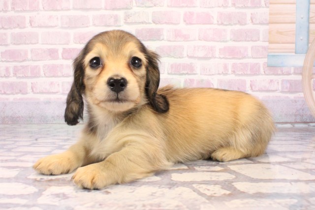 大阪府のミニチュアダックスフンド(ロング) (Coo&RIKU城東古市店/2025年9月27日生まれ/男の子/シェーデットイエロー)の子犬の3枚目の画像