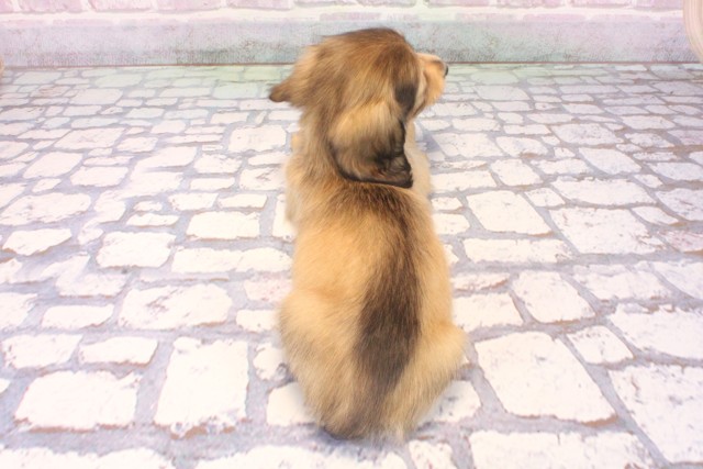 大阪府のミニチュアダックスフンド(ロング) (Coo&RIKU城東古市店/2025年9月27日生まれ/男の子/シェーデットイエロー)の子犬の4枚目の画像