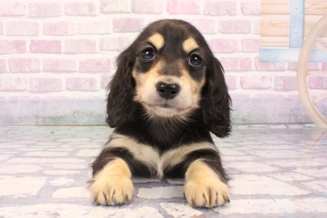 滋賀県のミニチュアダックスフンド(ロング) (Coo&RIKU長浜店/2025年9月27日生まれ/女の子/ブラックイエロー)の子犬の1枚目の画像