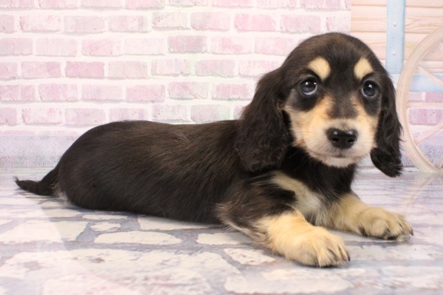 滋賀県のミニチュアダックスフンド(ロング) (Coo&RIKU長浜店/2025年9月27日生まれ/女の子/ブラックイエロー)の子犬の2枚目の画像