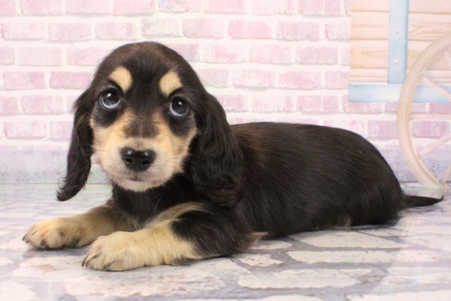 滋賀県のミニチュアダックスフンド(ロング) (Coo&RIKU長浜店/2025年9月27日生まれ/女の子/ブラックイエロー)の子犬の3枚目の画像