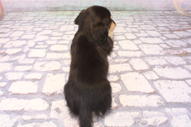 滋賀県のミニチュアダックスフンド(ロング) (Coo&RIKU長浜店/2025年9月27日生まれ/女の子/ブラックイエロー)の子犬の4枚目の画像