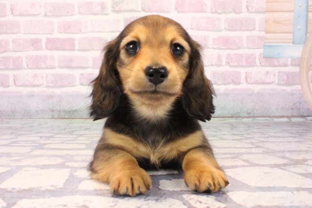 高知県のミニチュアダックスフンド(ロング) (Coo&RIKU高知御座店/2025年9月27日生まれ/男の子/シェーデットイエロー)の子犬